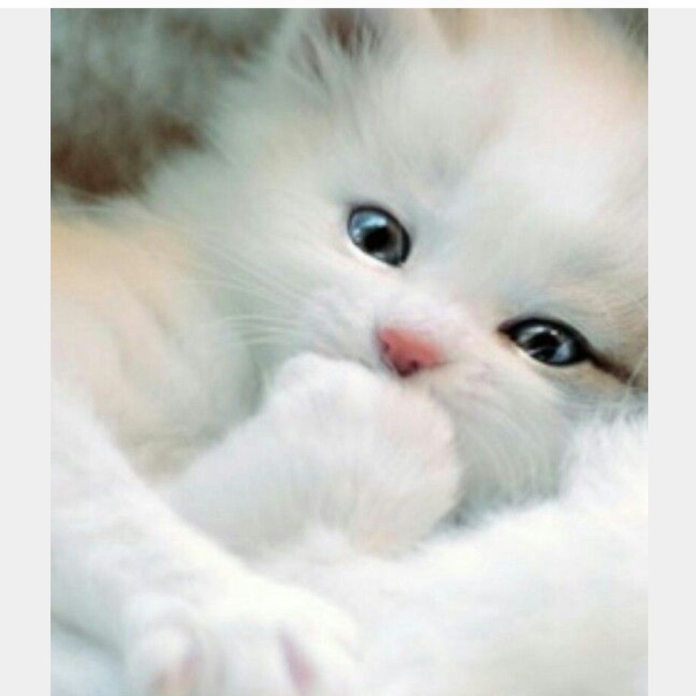 It’s PURRRFECT❤️
